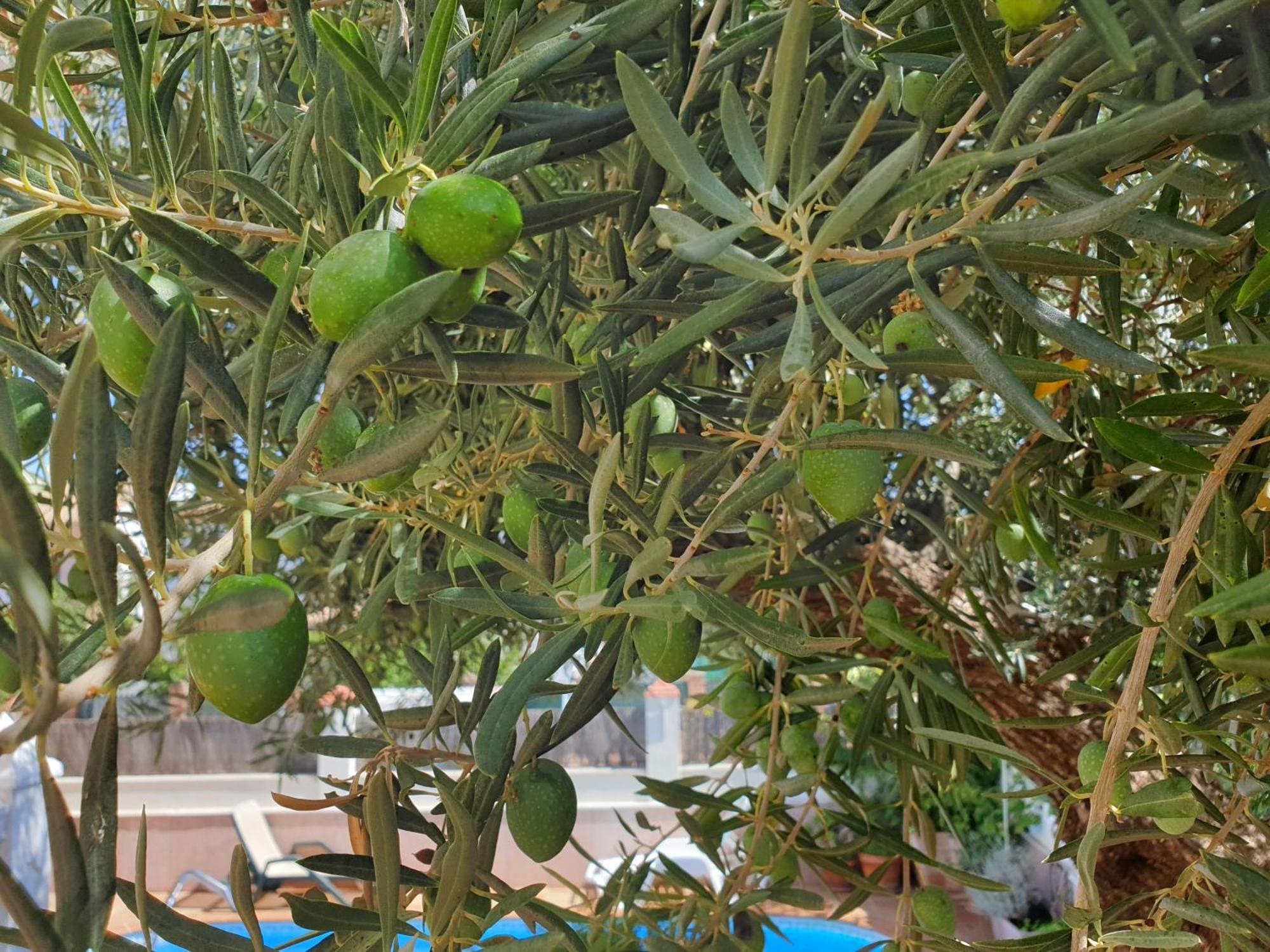 רונדה Alojamiento El Olivo חדר תמונה